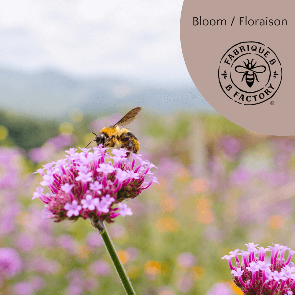A bee on a pink flower with a blurry meadow in the background