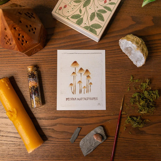 Wild Mushroom Cards by Mirella Bacco