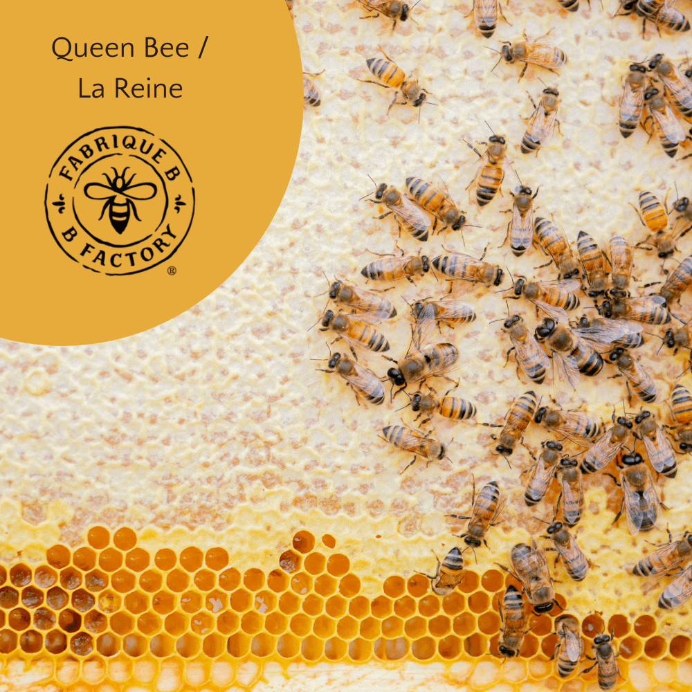 Bees on honeycomb with many bees around the queen bee