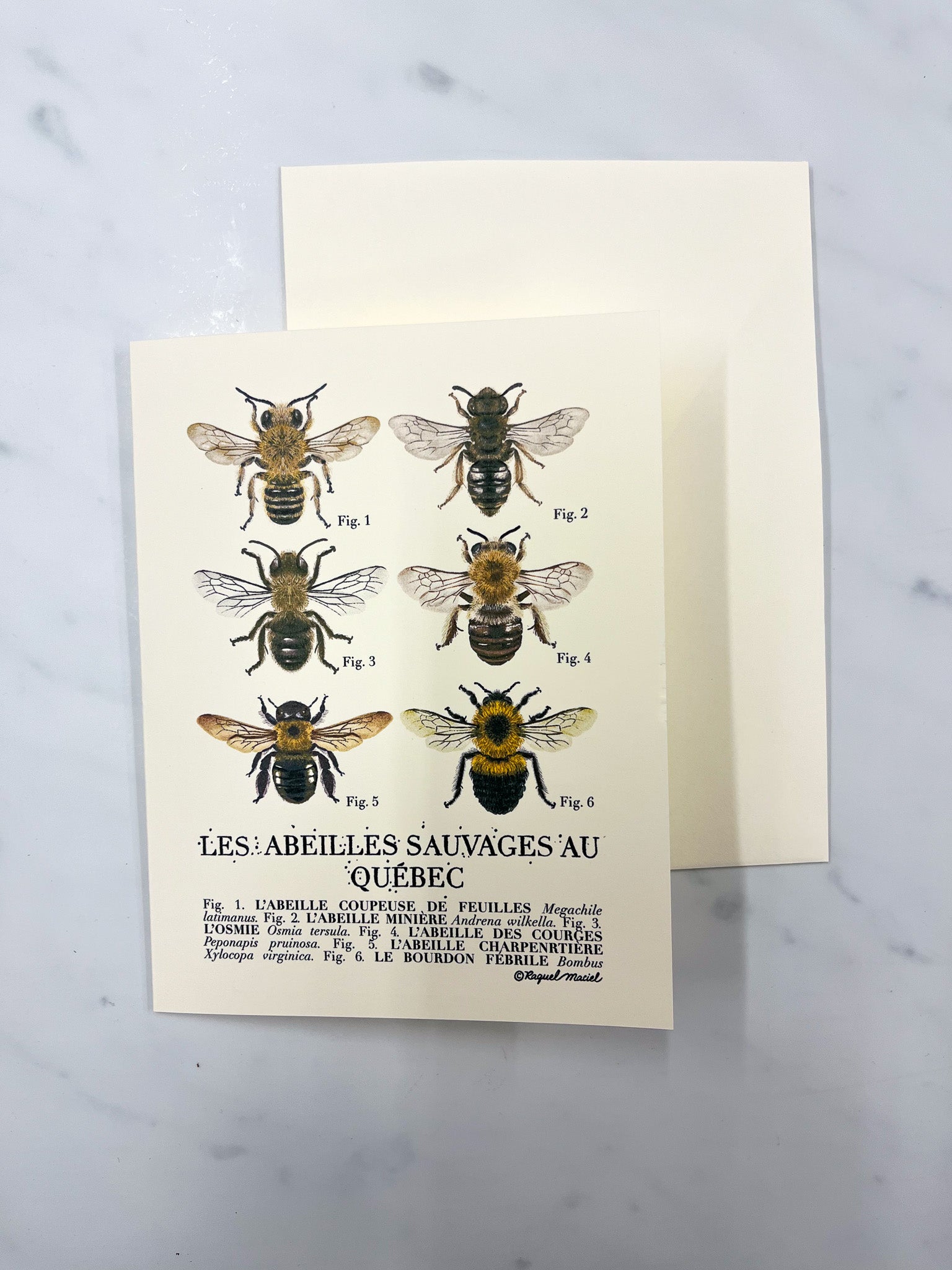 Beige card and envelope with "Les Abeilles Sauvages au Quebec" along with illustrations of 6 different varieties of Quebec bees