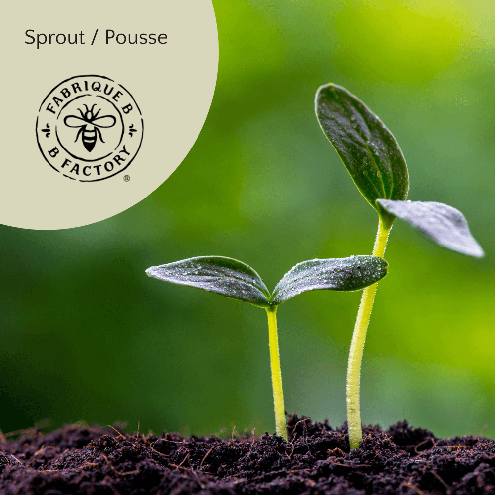 Two sprouts coming out of rich dark earth, with a blurry green background