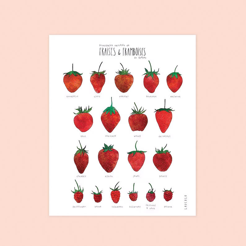 Poster of Quebec variety of strawberries and raspberries on white background by Laucolo