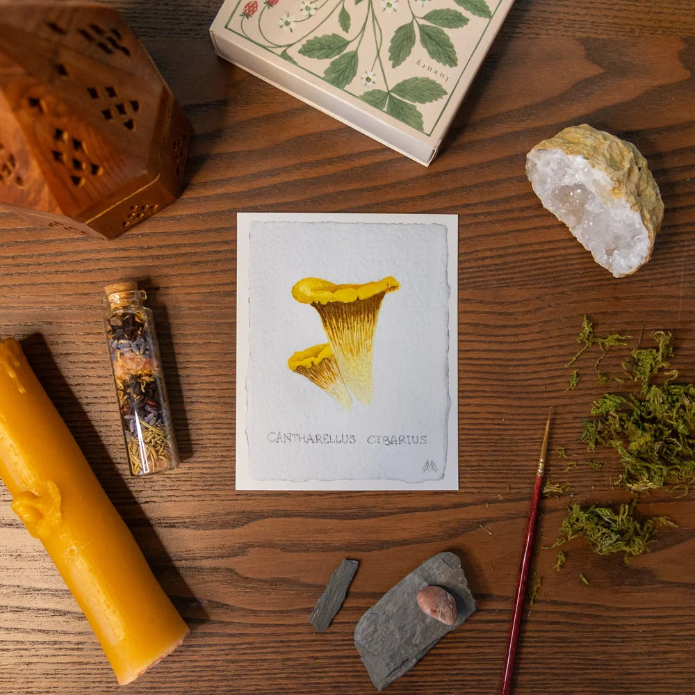 Wild Mushroom Cards by Mirella Bacco