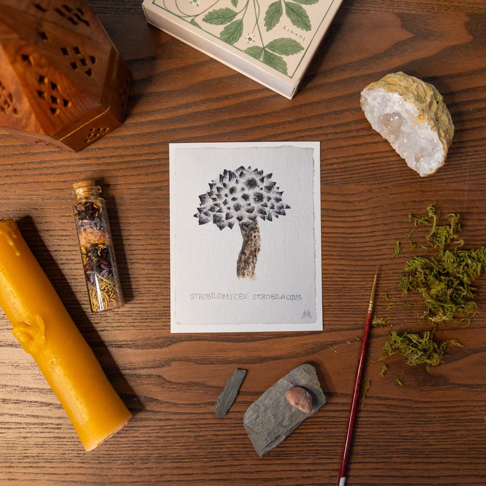 Wild Mushroom Cards by Mirella Bacco