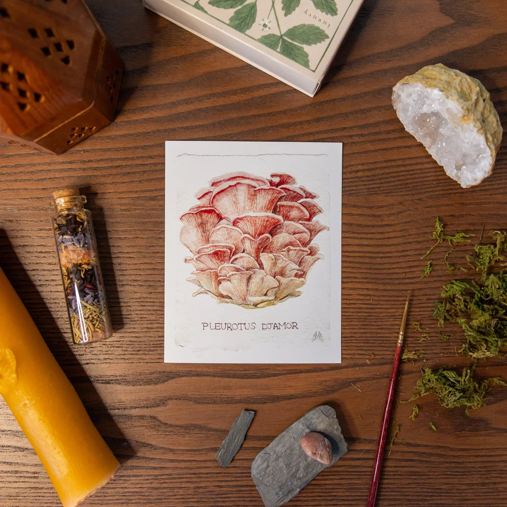 Wild Mushroom Cards by Mirella Bacco