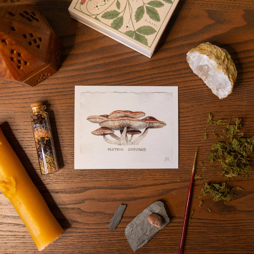 Wild Mushroom Cards by Mirella Bacco