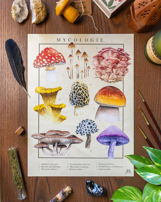 Mycologie poster by Mirella Bacco