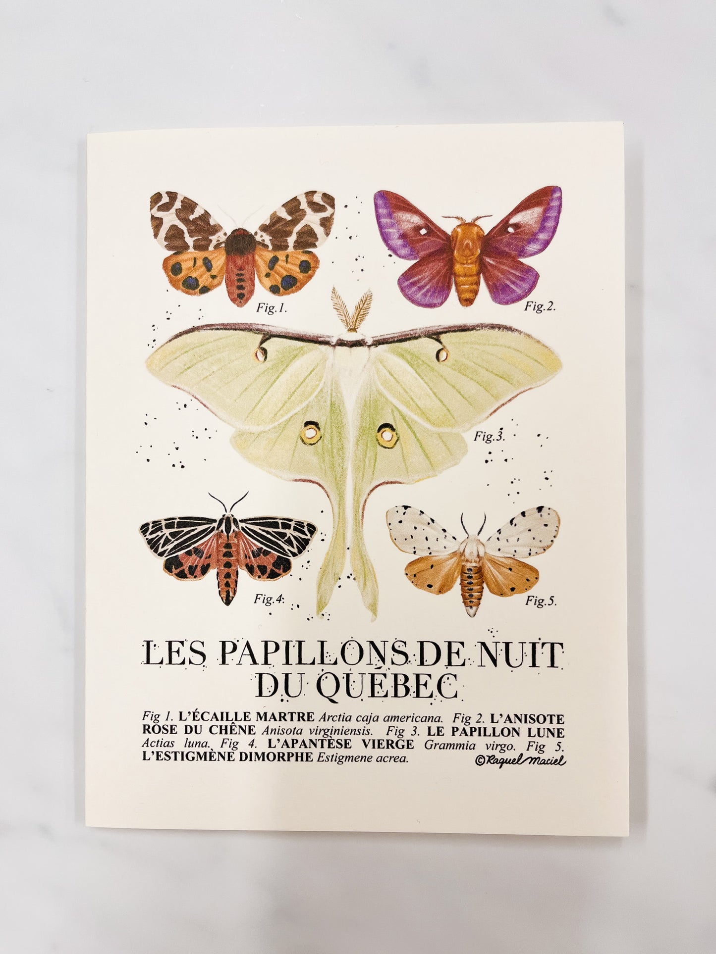 Beige card with illustrations of Quebec moths