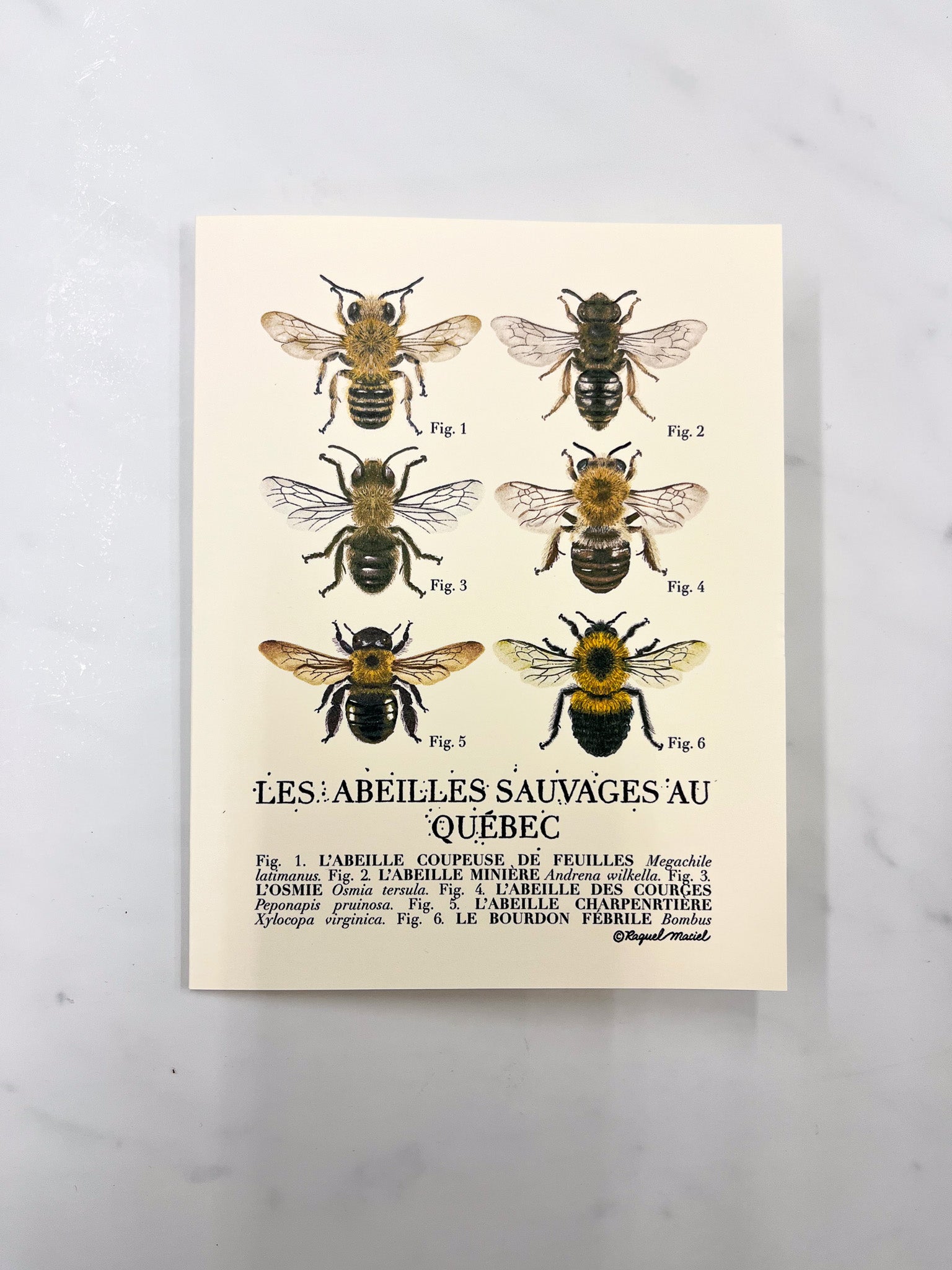 Beige card with "Les Abeilles Sauvages au Quebec" along with illustrations of 6 different varieties of Quebec bees