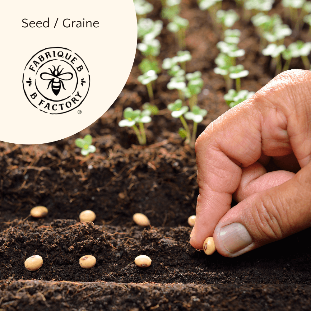 A hand planting seeds on rich brown earth, with sprouts in the background