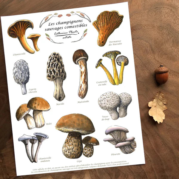 Poster of edible mushrooms in French on a wood table