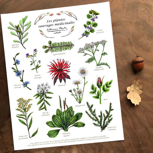 Poster of wild medicinal plants in French on a wood table