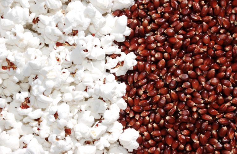 Ferme Tullochgorum Midnight Special popcorn, featuring dark-hulled popping corn kernels and already popped kernels