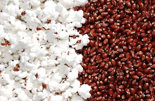 Ferme Tullochgorum Midnight Special popcorn, featuring dark-hulled popping corn kernels and already popped kernels