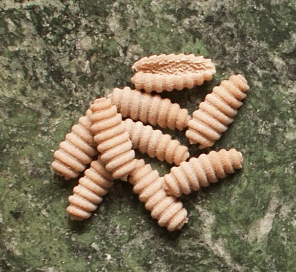 NOOLA PASTA Pâtes artisanales
