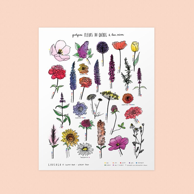 Flowers of Quebec illustration poster by Laucolo