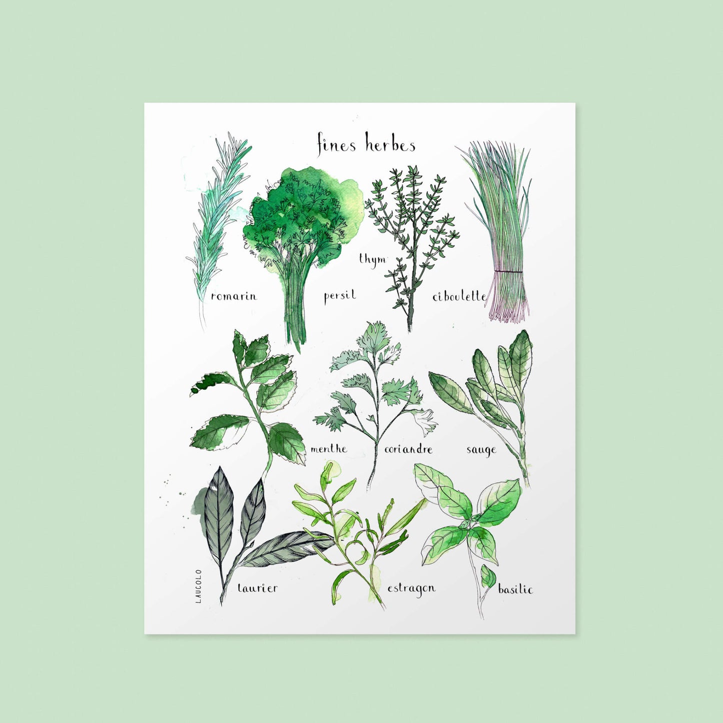 Fine herbs illustration poster by Laucolo