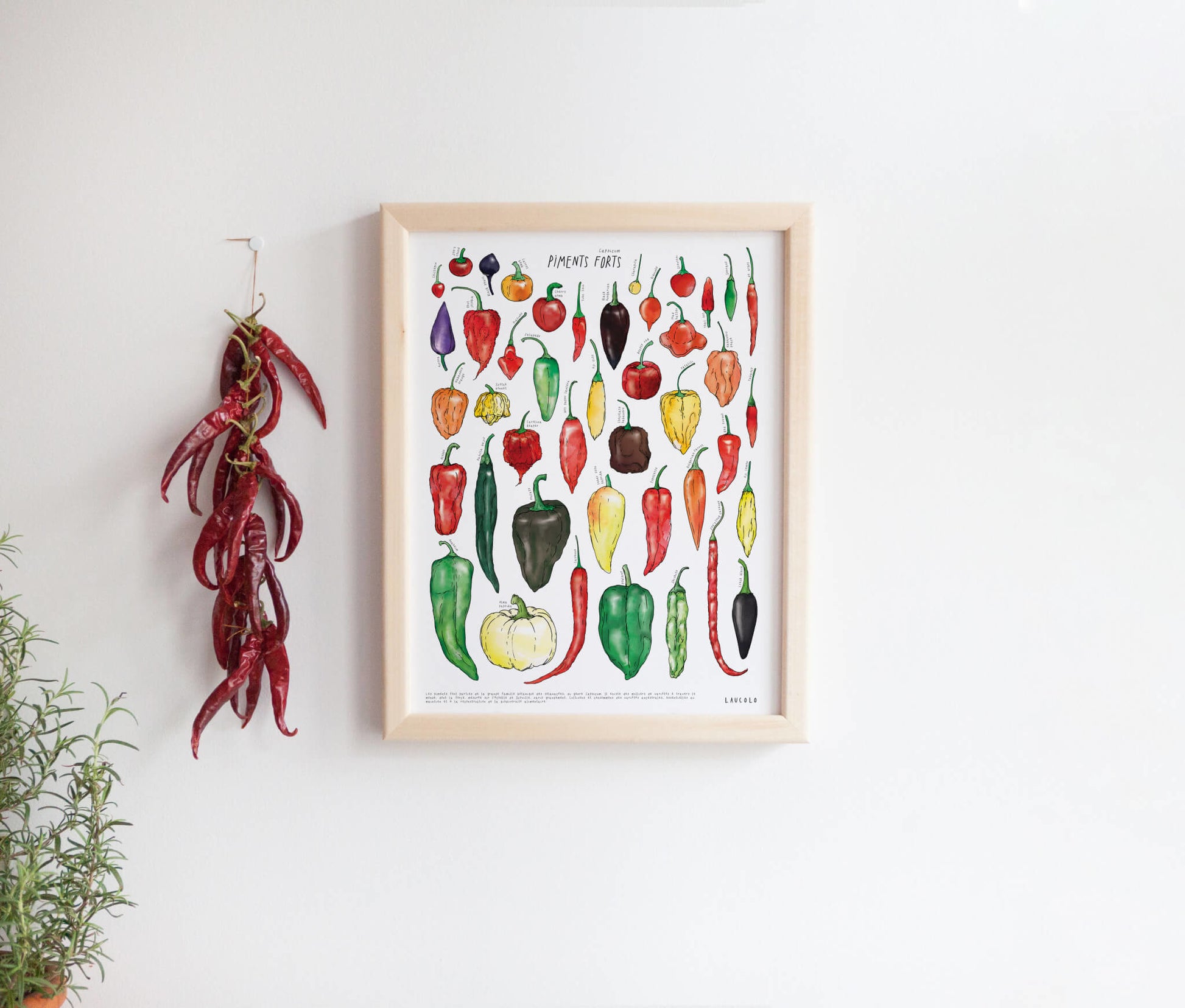 Chili pepper illustration poster in wood frame on white wall next to dried red chili pepper braid