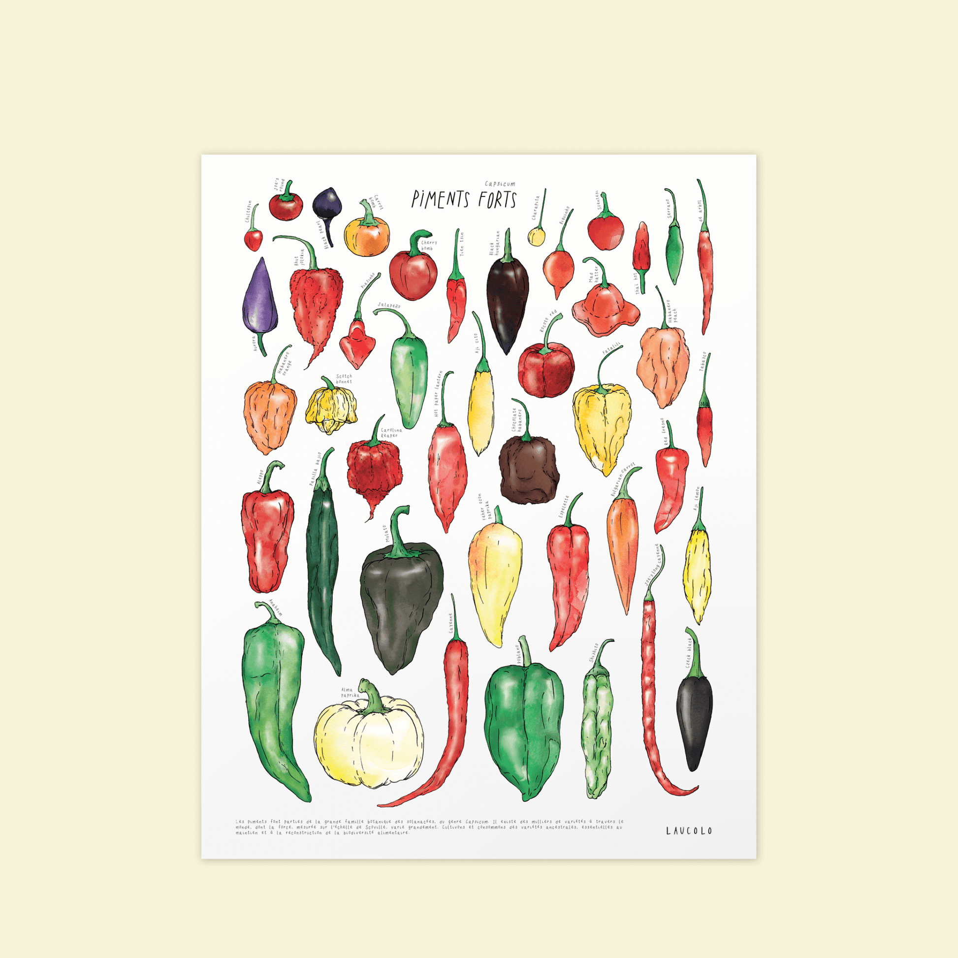 Chili pepper illustration poster by Laucolo